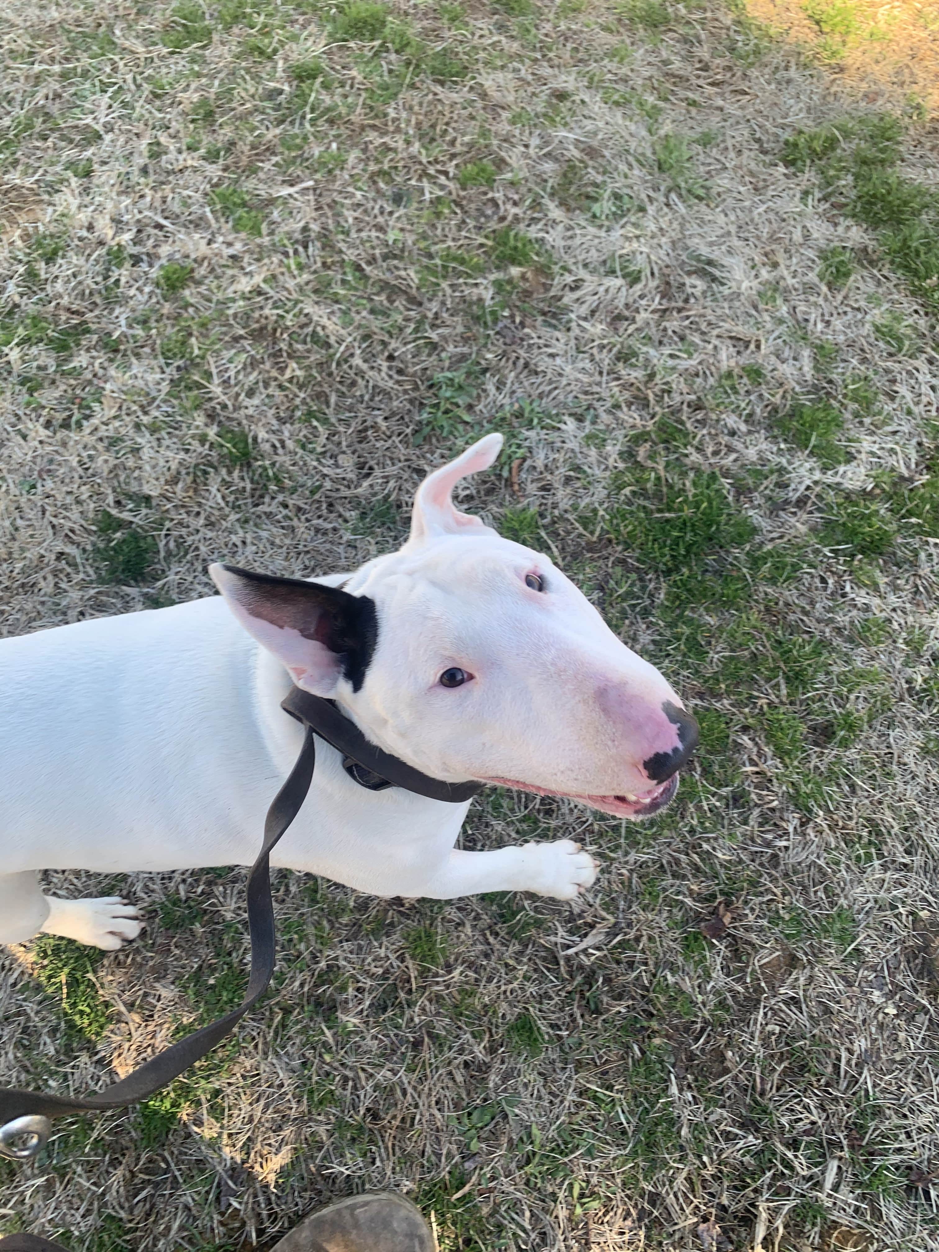 Training Ragnar: Lessons from Working with a Deaf Dog 